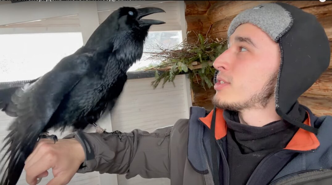 Пермский ворон Гоша стал блогером с миллионом подписчиков
