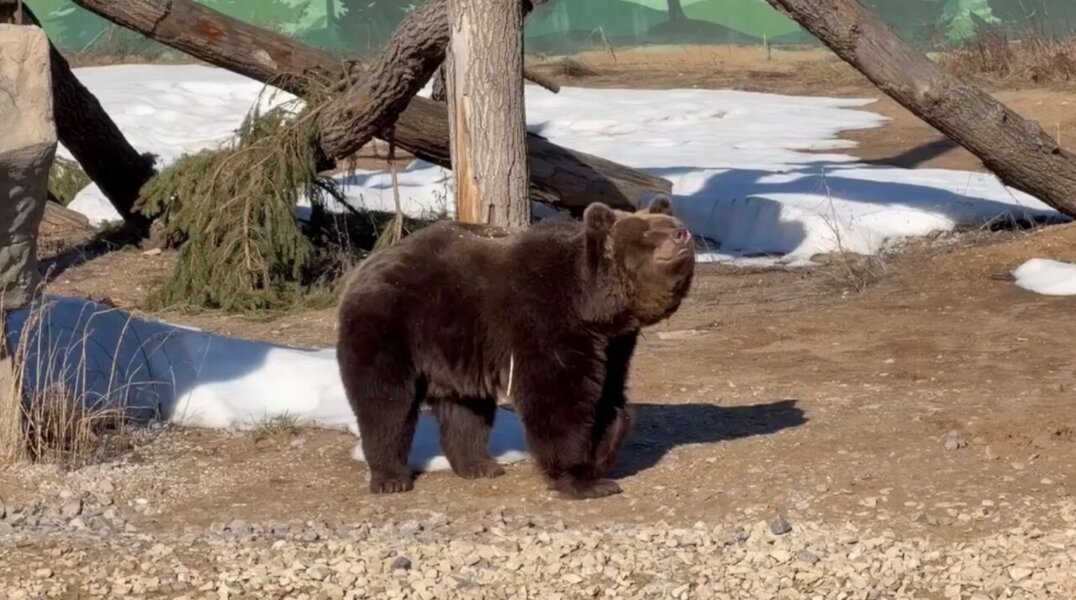 В Пермском зоопарке проснулись бурые медведи