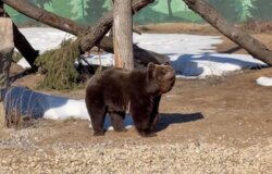 В Пермском зоопарке проснулись бурые медведи