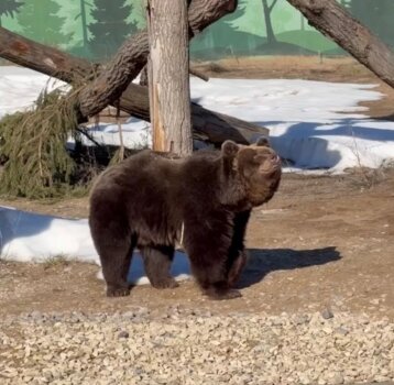 В Пермском зоопарке проснулись бурые медведи