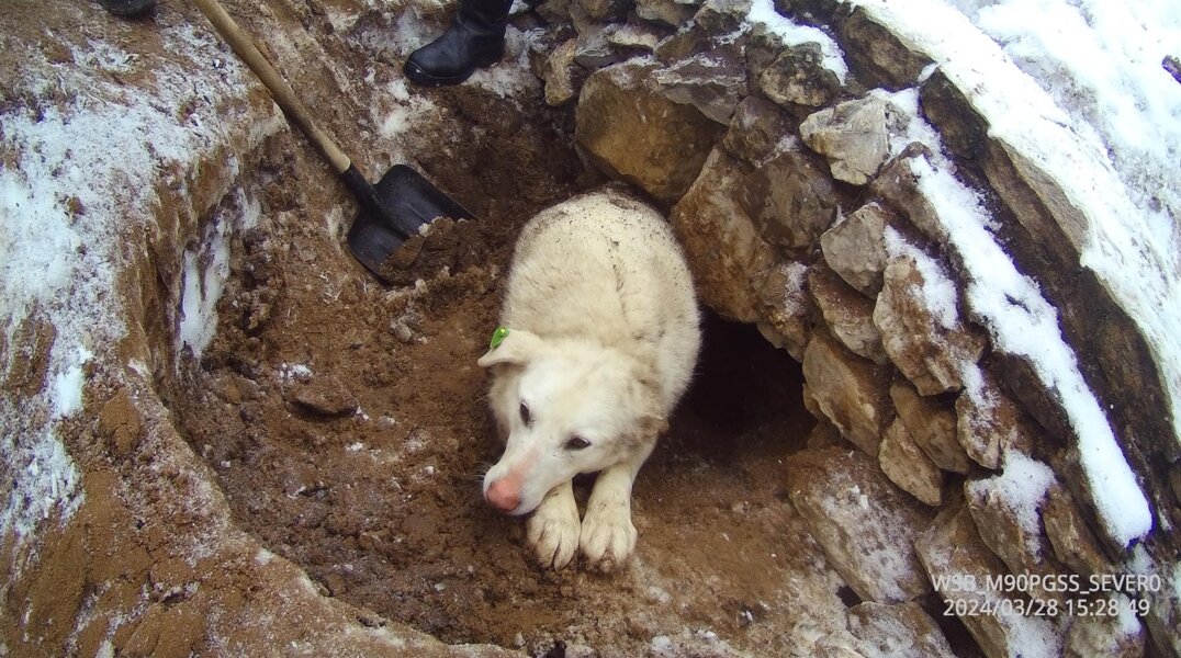 В Прикамье спасли собаку, застрявшую в аварийном колодце