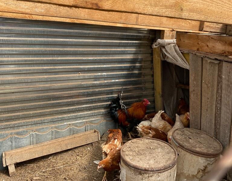 Из-за выбросов из школьной котельной у пермячки сгорели конюшня, две конуры, туалет, теплица и инструменты