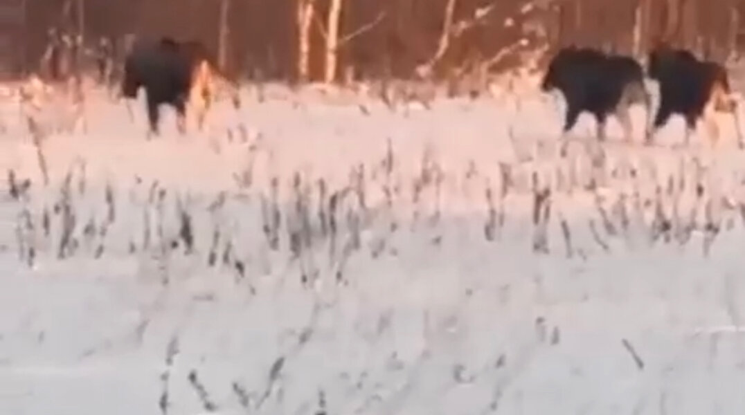 Житель Пермского края снял на видео семью лосей, гуляющую по полю