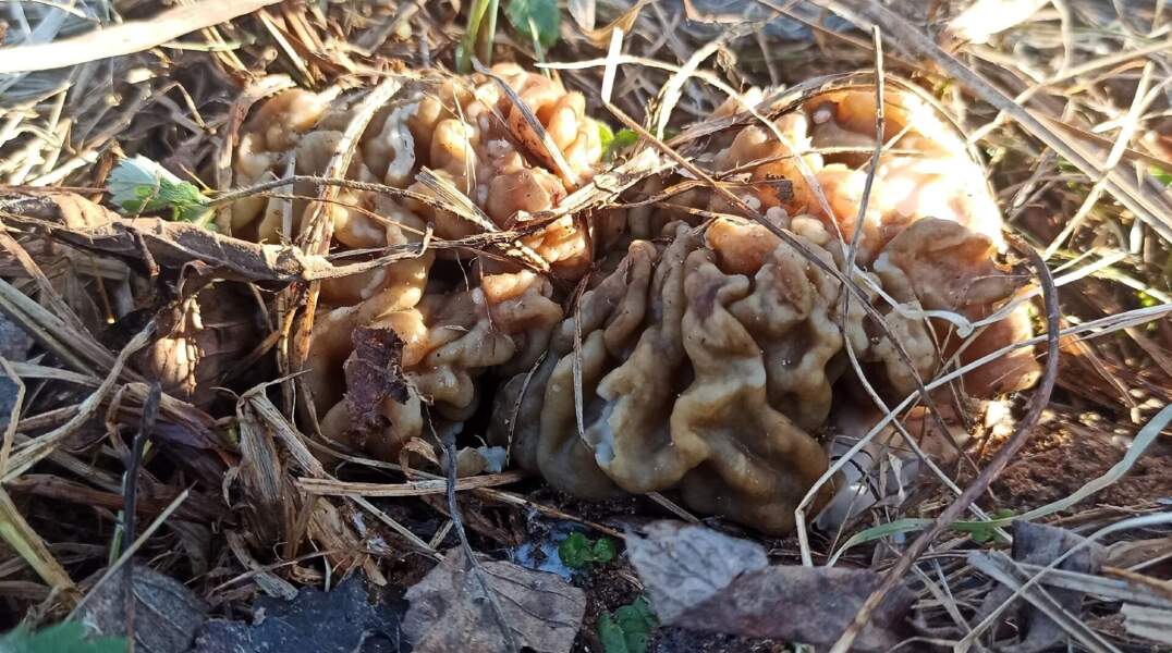 Жители Прикамья открыли грибной сезон раньше срока