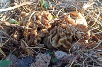 Жители Прикамья открыли грибной сезон раньше срока