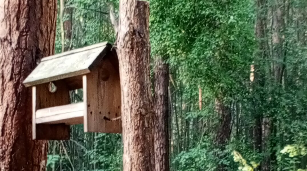 Пермяков приглашают смастерить кормушки для птиц