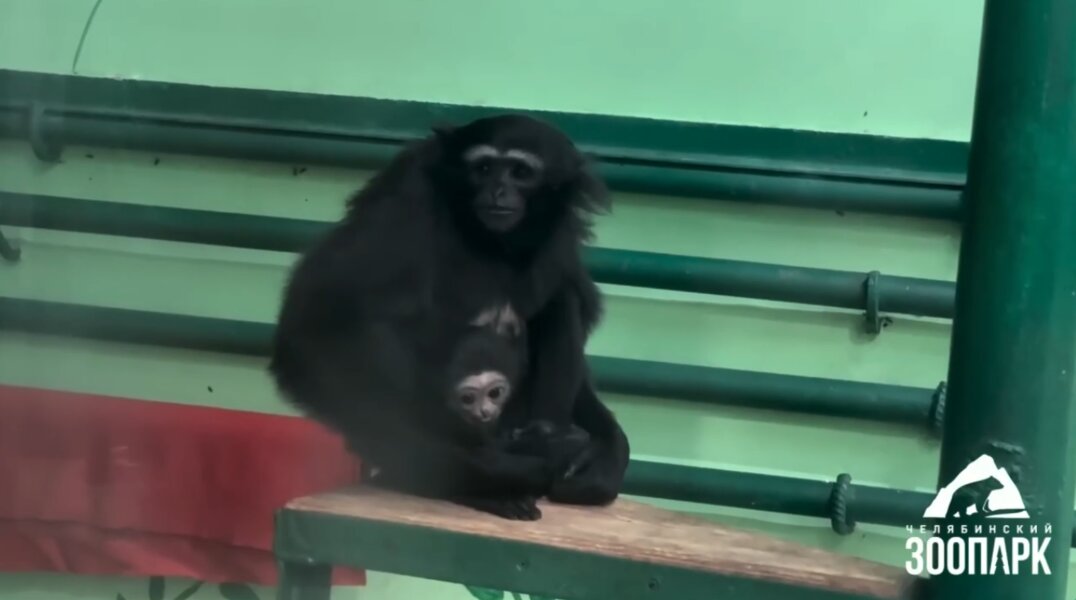 В Пермский зоопарк переедут два гиббона из Челябинска