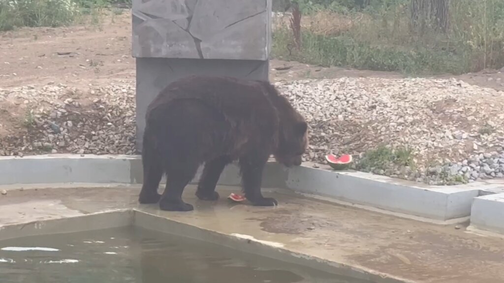 В Пермском зоопарке рассказали, почему медведь долго не мог выбраться из бассейна