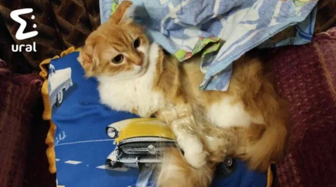 Блогер-живодер издевается над своим котом ради просмотров в интернете