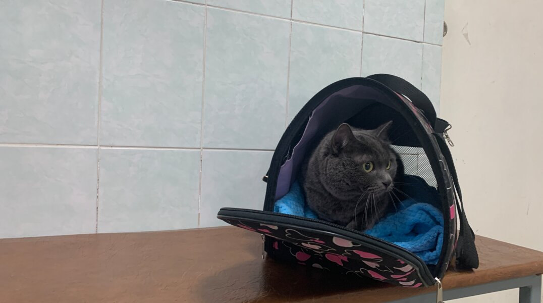 Почти 250 животных с начала года вывезли из Перми за границу