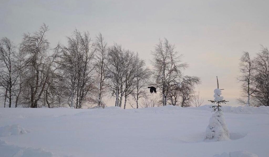 Снежный покров в Перми вырос до 60 сантиметров
