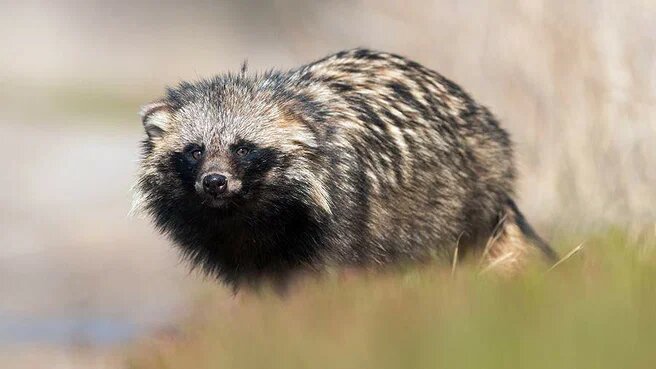 В Пермском крае сняли на видео проснувшуюся енотовидную собаку