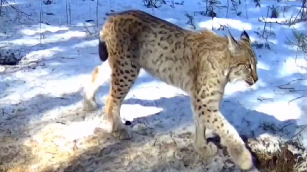 В Кунгурском округе в объектив фотоловушки попала рысь