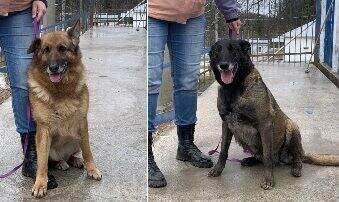 В Перми для полицейских овчарок ищут новых хозяев