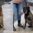В Перми для полицейских овчарок ищут новых хозяев
