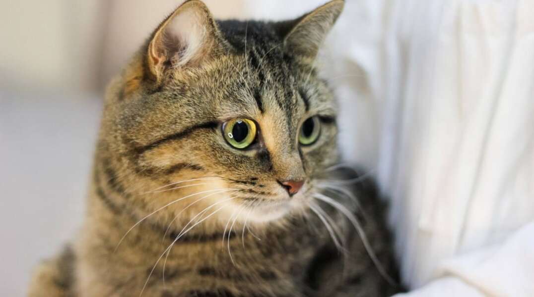 В Перми ищут дом кошке, которую хозяева выбросили на улицу