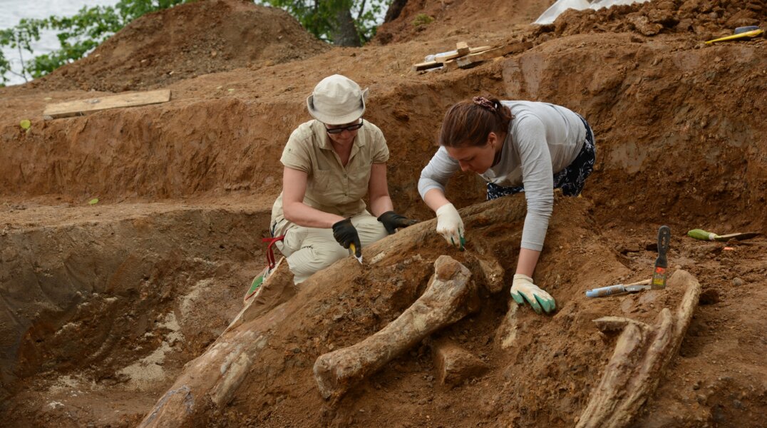 В Перми соберут макет скелета трогонтериевого слона