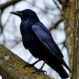 В Прикамье более чем в 20 раз сократилась популяция грачей