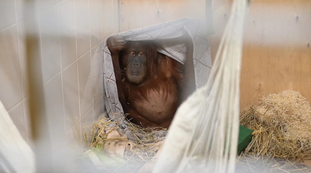 В коллекции Пермского зоопарка появился редкий примат