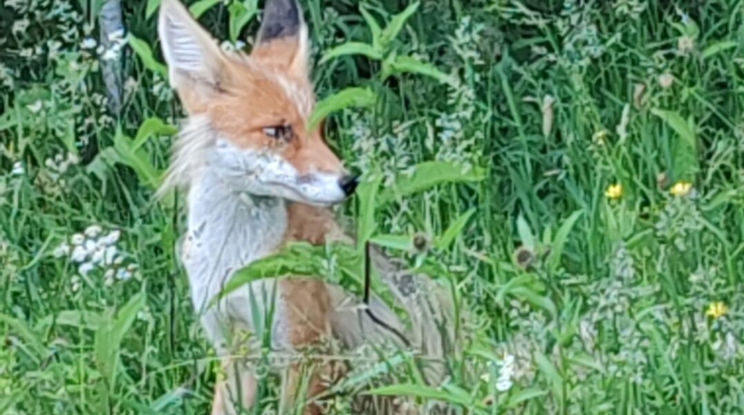 Специалисты объяснили появление лис на улицах Перми