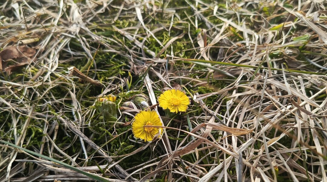 В Прикамье метеовесна наступила почти на три недели раньше нормы