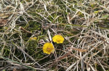 В Прикамье метеовесна наступила почти на три недели раньше нормы