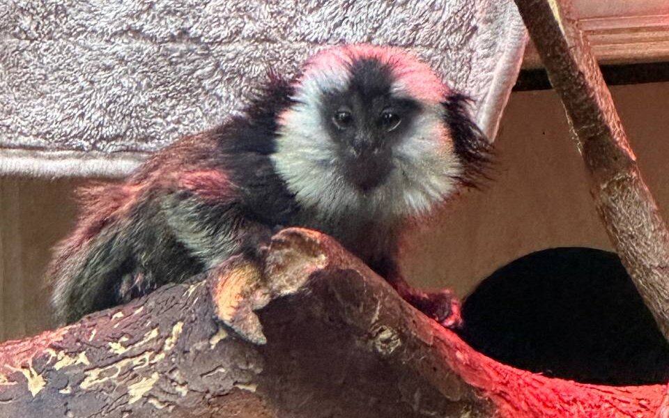 Родившихся в пермском зоопарке мини-обезьянок назвали Коко и Оливье