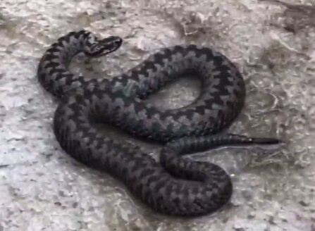 Змеиный март. Почему пресмыкающиеся в этом году проснулись рано, и стоит ли их бояться?