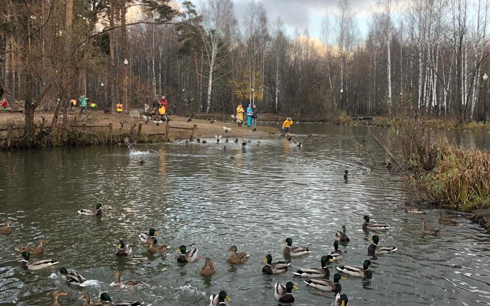 На реках Перми насчитали около тысячи зимующих уток