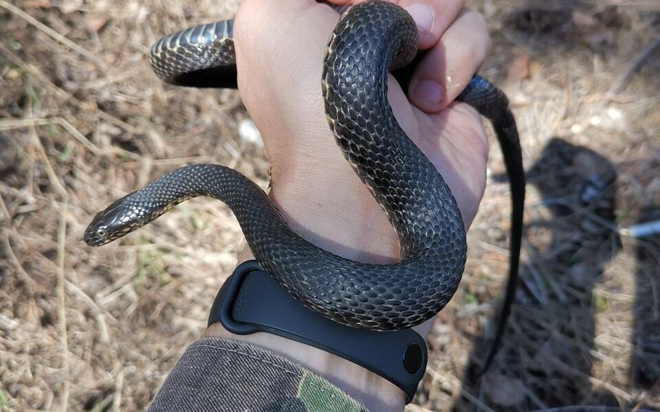 Ученые из пермского вуза обнаружили новый для региона вид змей
