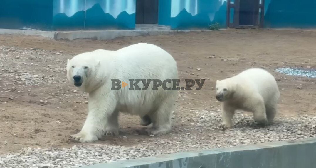 У белых медведей Пермского зоопарка появился новый дом