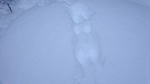 В заповедник «Басеги» спустя 27 лет вернулся редкий зверь