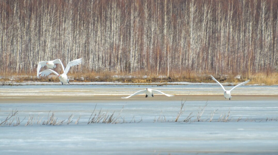 В Пермь вернулись лебеди-шипуны