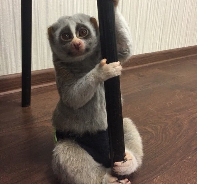 Дохлый лемур по кличке Сара был исполнителем муниципального контракта по программе «Безопасный город» в Перми