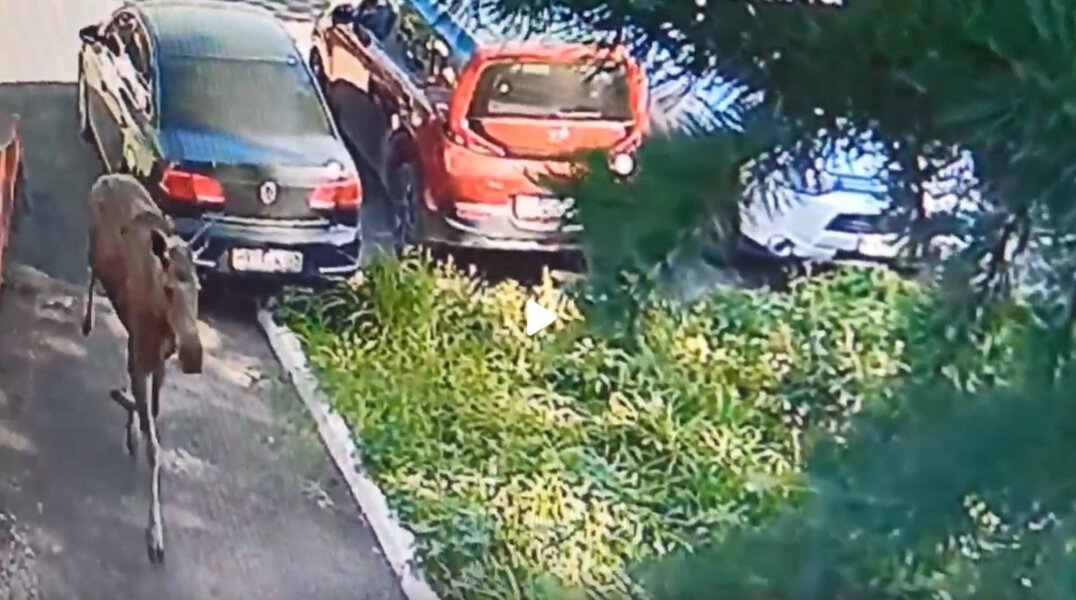 На оборонном заводе в Перми заметили лося