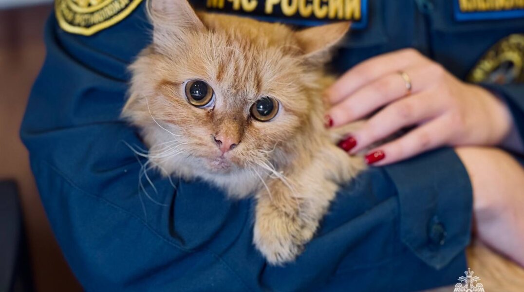 На пожаре в Перми погибло более десятка кошек