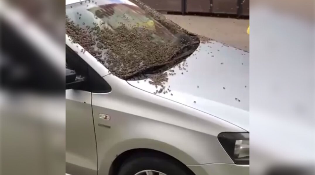 В Москве пчелы построили улей под капотом легковушки и атаковали автолюбителя