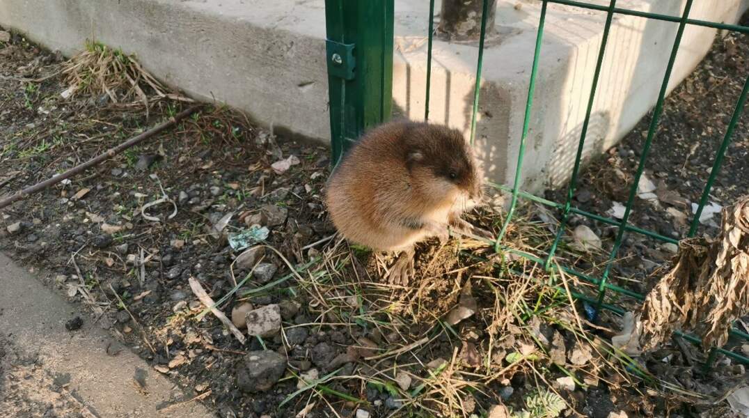 В Прикамье спасатели освободили застрявшую в заборе ондатру