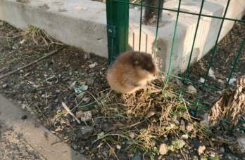 В Прикамье спасатели освободили застрявшую в заборе ондатру