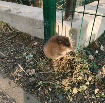 В Прикамье спасатели освободили застрявшую в заборе ондатру