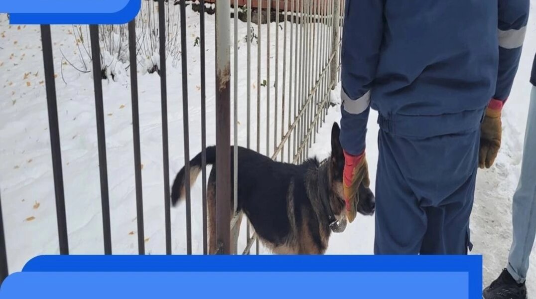 Пермские спасатели вытащили собаку, застрявшую в заборе
