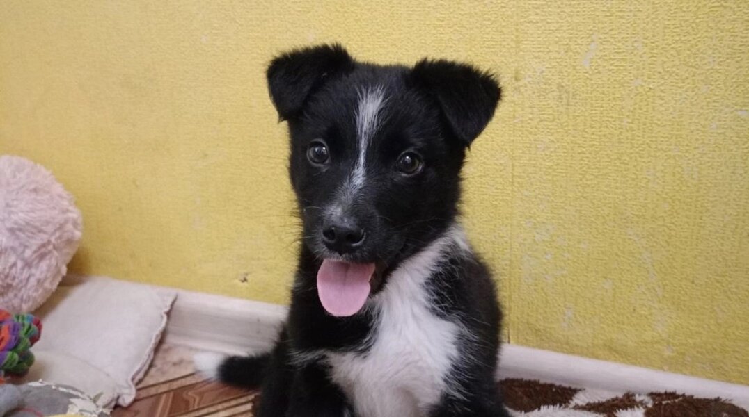 В Перми в мусорном баке нашли щенка