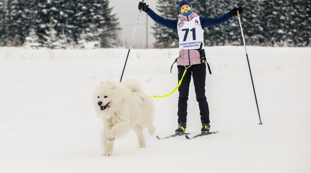В Березниках пройдут гонки на собачьих упряжках