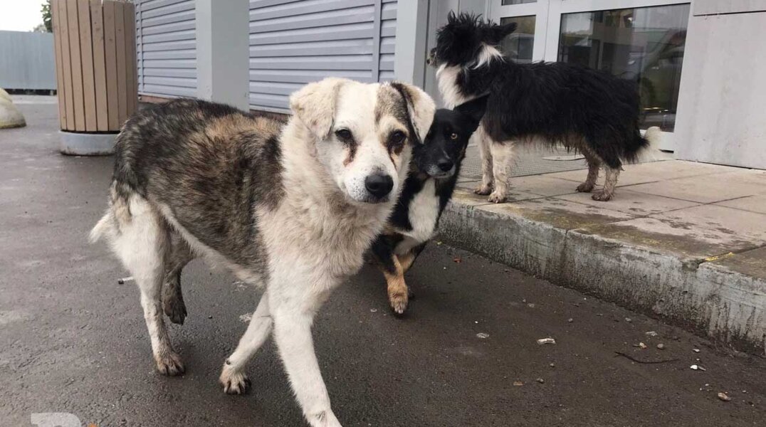 На севере Пермского края стая бродячих собак до полусмерти разодрала пенсионерку