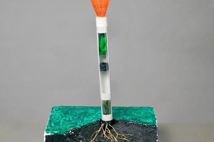 Пермские школьники запатентовали свое средство для восстановления лесов