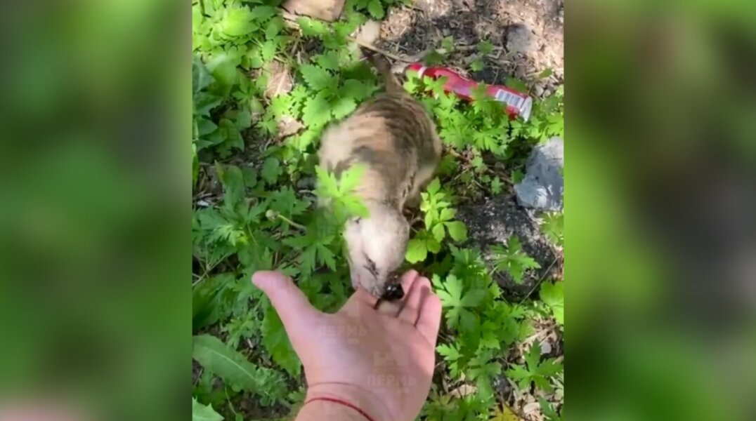В Перми на местных жителей напал сурикат