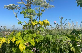 В Прикамье двух владельцев земельных участков обязали в течение пяти лет бороться с борщевиком