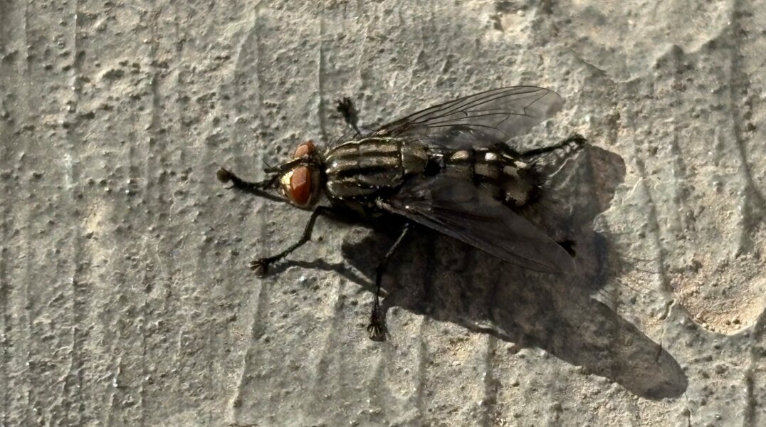 Квартиру пермяков атаковал огромный рой насекомых