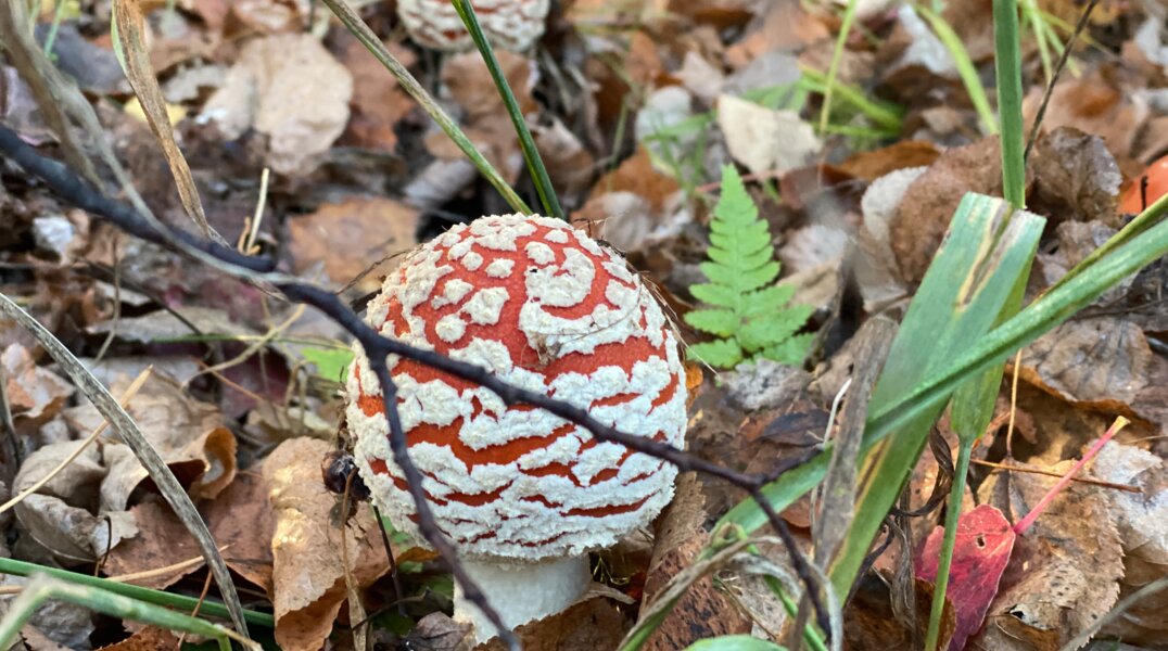 Мухоморы есть можно. Но некоторые – только один раз