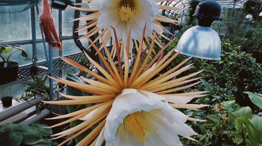 В Перми расцвел кактус с запахом горького шоколада. Фото